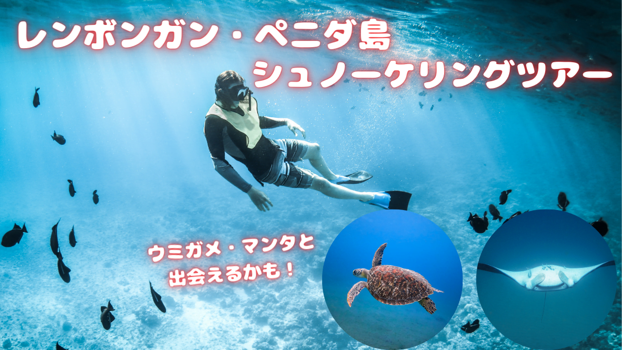 レンボンガン島・ぺニダ島　シュノーケリングツアー