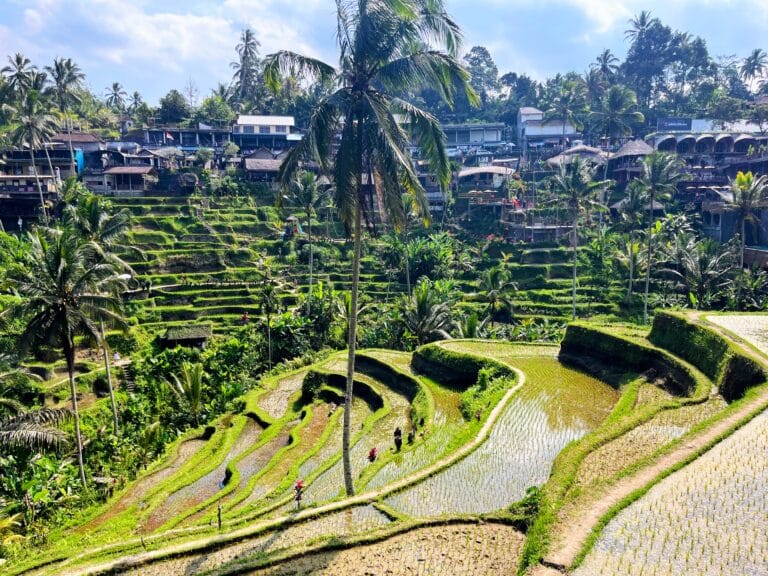 インドネシア、バリ島ウブドの棚田